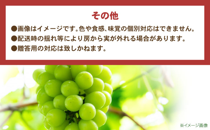 ※【2026年9月より順次発送／先行予約】【ご家庭用】シャインマスカット 約1.3kg(2〜3房) / フルーツ 果物 ぶどう マスカット しゃいんますかっと / 諫早市 / 肥前グローカル株式会社 [AHDI007]