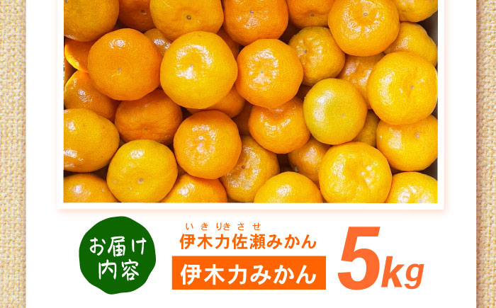 伊木力みかん 5kg / みかん ミカン 佐瀬みかん 伊木力みかん 濃い 温州みかん 薄皮 5kg / 諫早市 / 伊佐農園 [AHFI015]