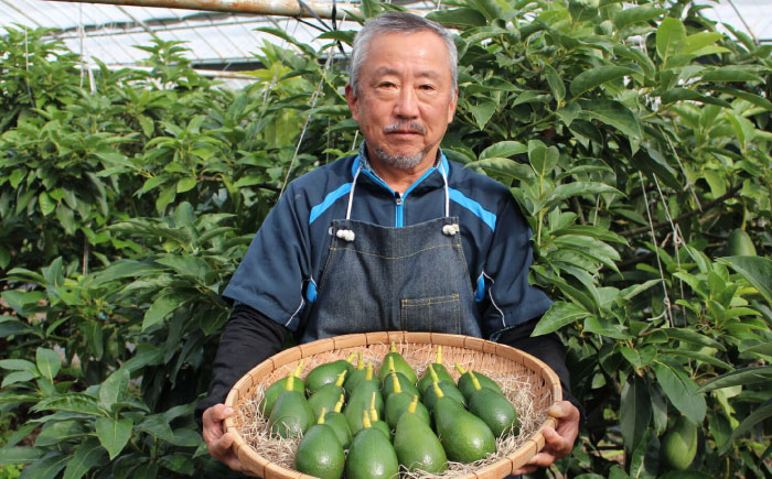 アボカド苗木 80～100cm 品種【ベーコン】 2年生苗 長崎県産 耐寒 / アボカド 苗木 国産 苗 定植 あぼかど / 諫早市 / アボカド長崎農園 [AHEA005]