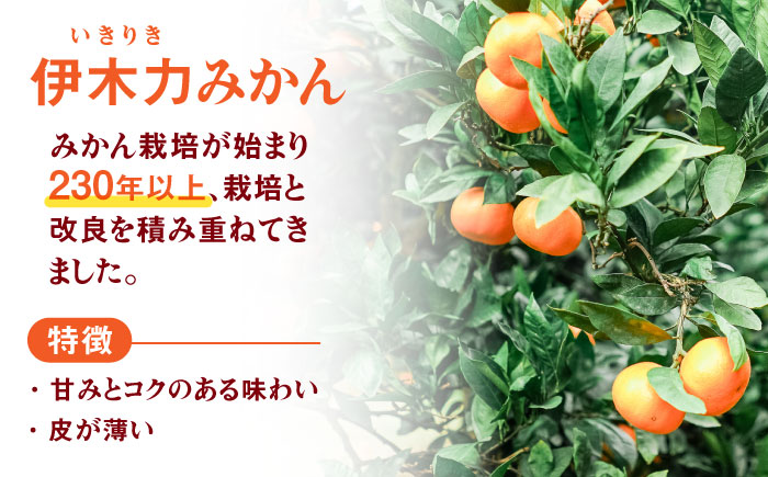 《伊木力みかん》家庭用みかん(10kg) / みかん ミカン 蜜柑 フルーツ 果物 / 諫早市 / 山野果樹園 [AHCF001]