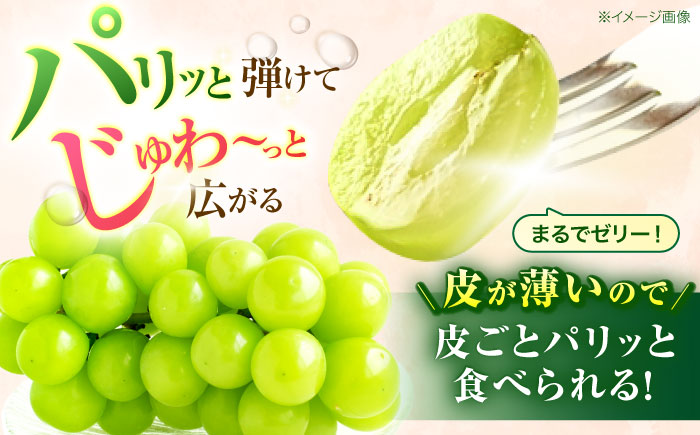 【2回定期便】※【2026年シーズン発送／先行予約】フルーツ定期便(シャインマスカット 約1.3kg(2～3房) / 温州みかん(10kg) 家庭用 / フルーツ定期便 果物定期便 シャインマスカット みかん / 諫早市 / 肥前グローカル株式会社 [AHDI012]