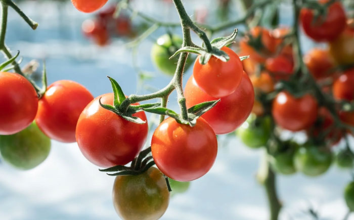 宮トマトジェラート 80ml×6個 / ジェラート トマト とまと アイス　アイスクリーム スイーツ / 諫早市 / 宮下農園 [AHCG032]