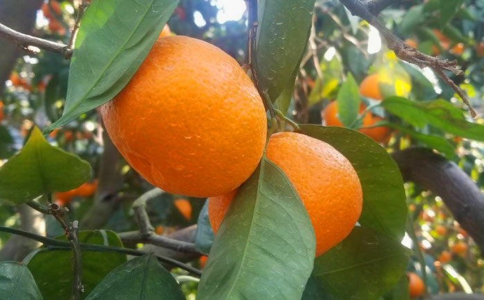 【極実(きわみ)】蜜柑ジュース(180ml×8本)　 [AHCO005]