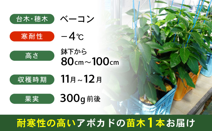 アボカド苗木 80～100cm 品種【ベーコン】 2年生苗 長崎県産 耐寒 / アボカド 苗木 国産 苗 定植 あぼかど / 諫早市 / アボカド長崎農園 [AHEA005]