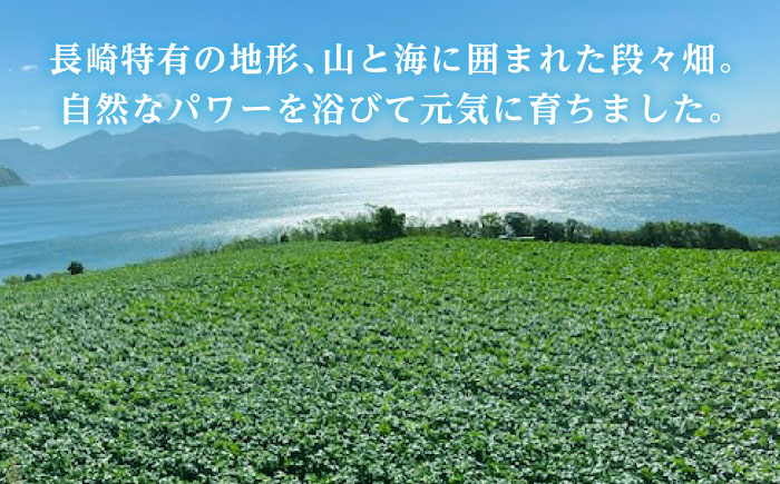 ニンジン 5kg / にんじん ニンジン 人参 野菜 やさい / 諫早市 /スマイルファーム [AHFG013]