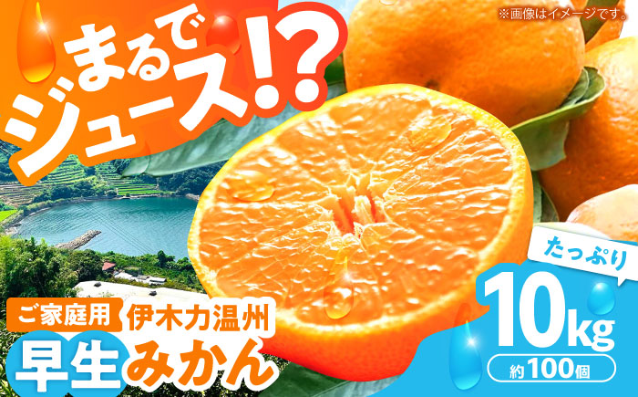 伊木力温州早生みかん10kg(ご家庭用、箱入り) / みかん 温州みかん 柑橘 蜜柑 ミカン 果物 / 諫早市 / 末永果樹園 [AHBD002]