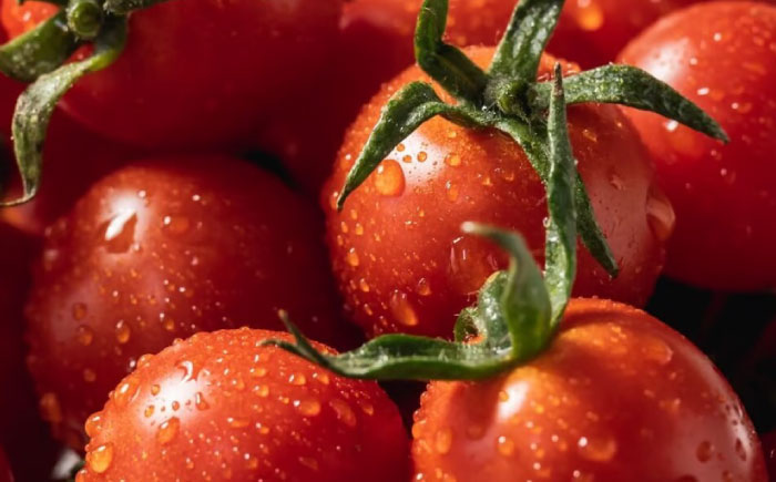 冷凍宮トマト　1.5kg / 冷凍 トマト とまと 野菜 冷凍野菜 ミニトマト / 諫早市 / 宮下農園 [AHCG033]