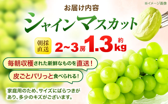 ※【2026年9月より順次発送／先行予約】【ご家庭用】シャインマスカット 約1.3kg(2〜3房) / フルーツ 果物 ぶどう マスカット しゃいんますかっと / 諫早市 / 肥前グローカル株式会社 [AHDI007]