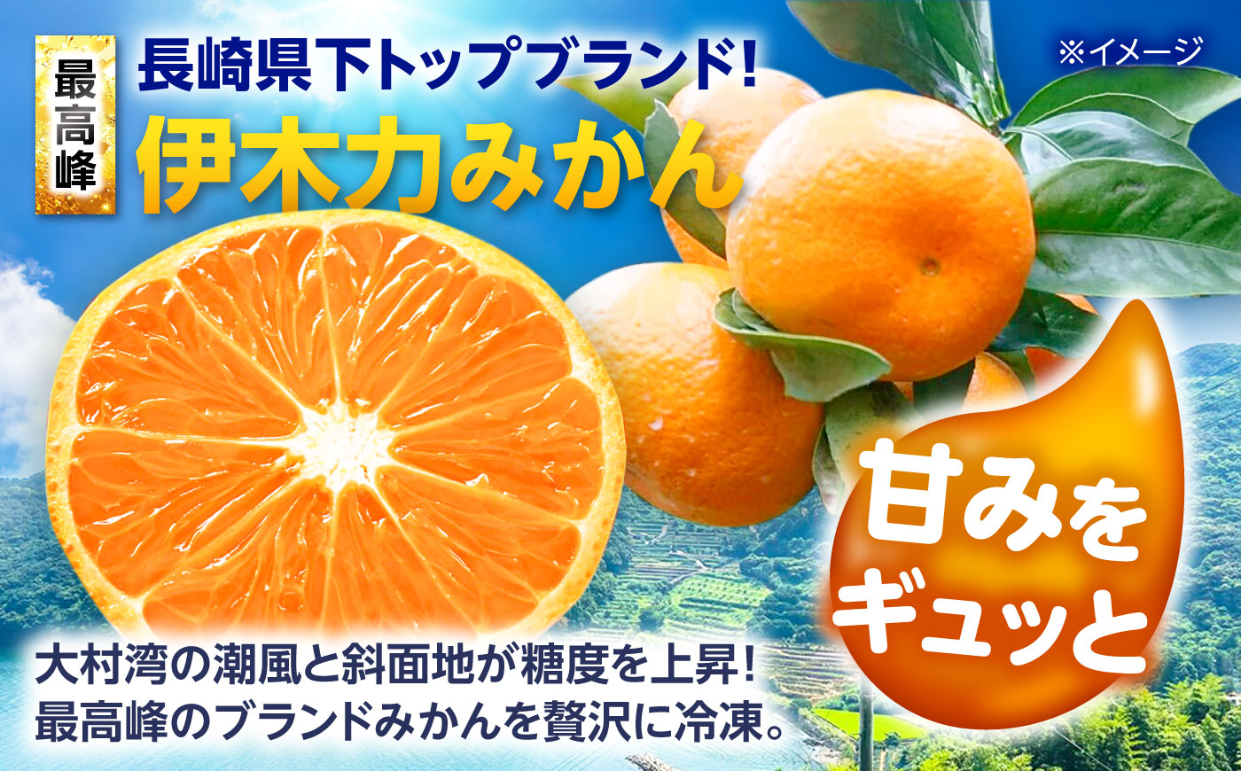 【訳あり】伊木力温州みかんの冷凍みかん 500g×2 / 冷凍ミカン 冷凍みかん レイトウミカン 伊木力温州みかん 伊木力みかん 温州みかん 佐瀬 諫早 多良見 長崎 / 諫早市 / 末永果樹園 [AHBD006]