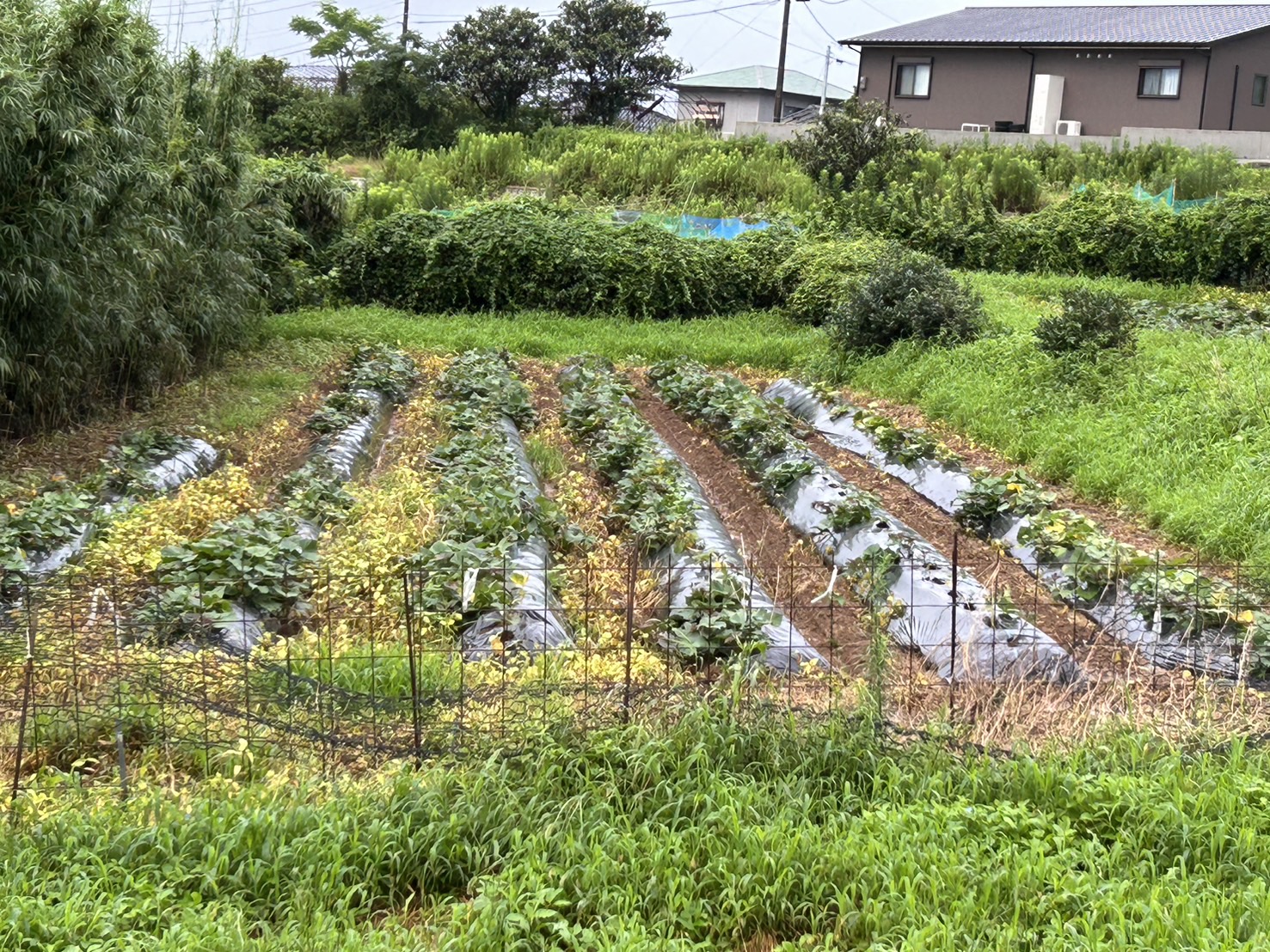 先行予約 栽培期間中農薬不使用さつまいも「安納芋」 5kg / いも イモ 芋 さつまいも さつま芋 サツマイモ 安納芋 スイーツ 栽培期間中農薬不使用 / 諫早市 / ふるさと有明ファーム [AHAQ003]