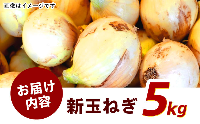 【先行予約】季節限定『新玉ねぎ』 貴錦 5kg / 玉ねぎ たまねぎ サラダ 新玉 新鮮 野菜 / 諫早市 / ふるさと有明ファーム [AHAQ005]