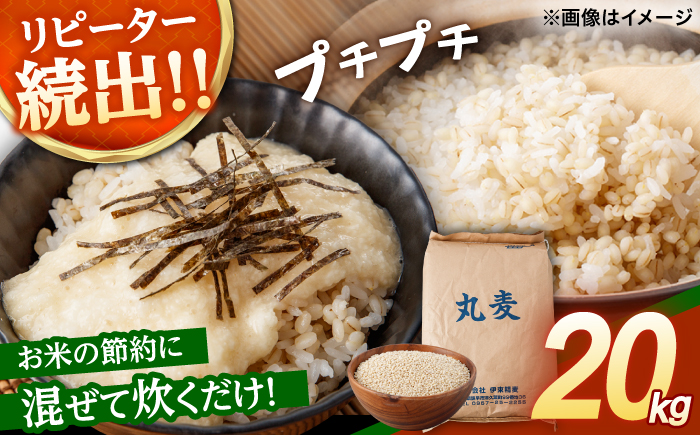 丸麦 (長崎県産) 20kg / 麦 むぎ 雑穀 雑穀米 麦ごはん 麦みそ 麦味噌 食物繊維 長崎県産 米 こめ コメ ※ / 諫早市 / 有限会社伊東精麦 [AHBU001]