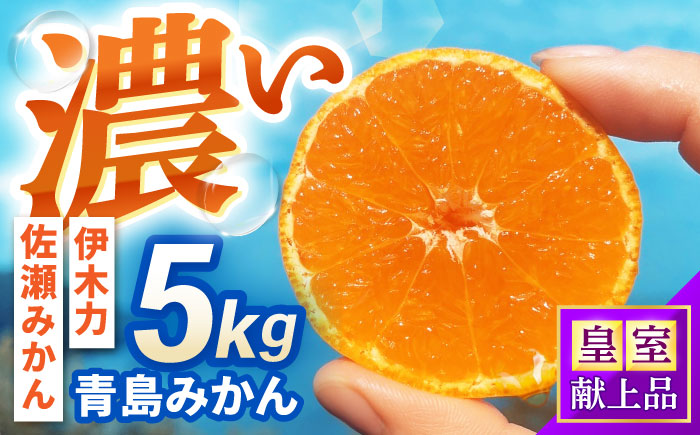 青島みかん 5kg / みかん ミカン 佐瀬みかん 伊木力みかん 濃い 温州みかん 薄皮 5kg / 諫早市 / 伊佐農園 [AHFI013]