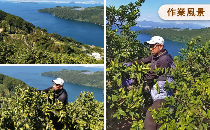 ※【2025年(令和7年)12月発送分／先行予約】伊木力温州早生みかん10kg(ご家庭用、箱入り) / みかん 温州みかん 柑橘 蜜柑 ミカン 果物 / 諫早市 / 末永果樹園 [AHBD002]