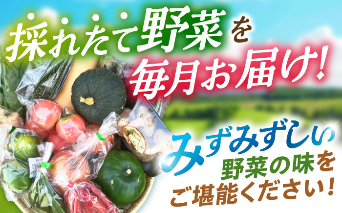 野菜定期便【6回】諫早産野菜の詰め合わせ(8〜9品目程度)  [AHDI002]