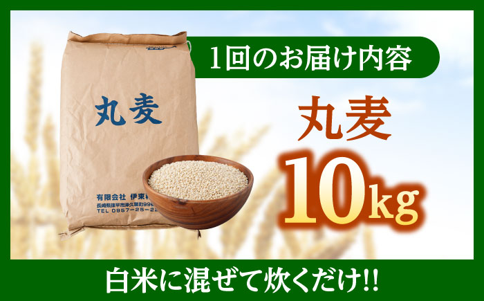 もち麦よりも『ぷりっ』とした弾力 【隔月6回定期便】長崎県産 丸麦 10kg / 麦 むぎ 雑穀 雑穀米 麦ごはん 麦飯 麦みそ 食物繊維 長崎県産 米 こめ コメ ※ / 諫早市 / 有限会社伊東精麦 [AHBU007]