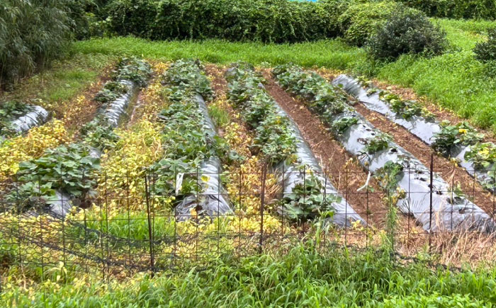 【訳あり】栽培期間中農薬不使用 安納芋 10kg / いも イモ 芋 さつまいも サツマイモ 安納芋 野菜 スイーツ / ふるさと有明ファーム [AHAQ001]