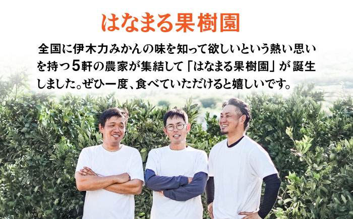 【先行予約】冷凍 伊木力みかん 4袋セット / みかん ミカン 蜜柑 冷凍みかん 伊木力みかん 冷凍 / 諫早市 / 山野果樹園 [AHCF006]