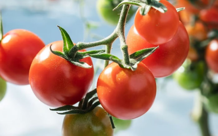 冷凍宮トマト　1.5kg / 冷凍 トマト とまと 野菜 冷凍野菜 ミニトマト / 諫早市 / 宮下農園 [AHCG033]