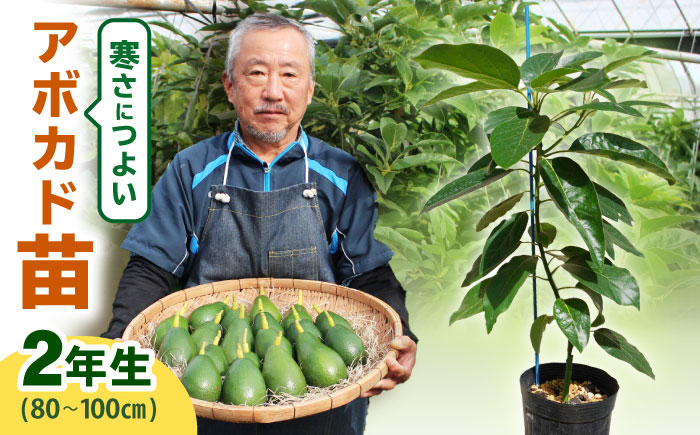 アボカド苗木 80～100cm 品種【ベーコン】 2年生苗 長崎県産 耐寒 / アボカド 苗木 国産 苗 定植 あぼかど / 諫早市 / アボカド長崎農園 [AHEA005]