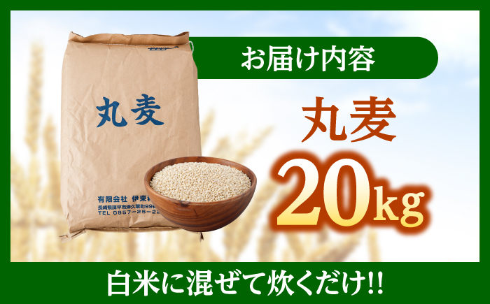 もち麦よりも『ぷりっ』とした弾力 丸麦 (長崎県産) 20kg / 麦 むぎ 雑穀 雑穀米 麦ごはん 麦みそ 麦味噌 食物繊維 長崎県産 米 こめ コメ ※ / 諫早市 / 有限会社伊東精麦 [AHBU001]