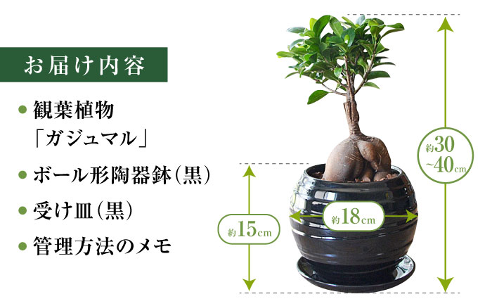 観葉植物 ガジュマル 多幸の木 ボール形 陶器 鉢 （黒）/がじゅまる ガジュマル 陶器鉢 観葉 植物 インテリア おしゃれ プレゼント/大村市/琴花園 [ACYK035]