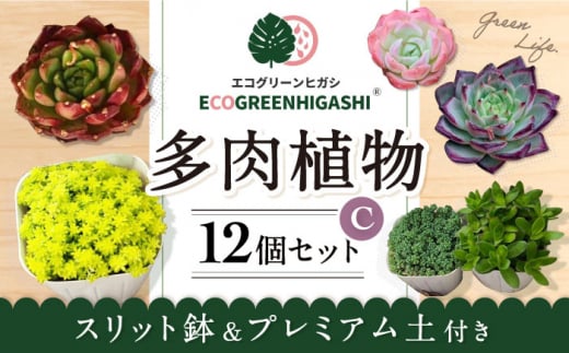 オリジナル鉢付き！かわいい売れ筋多肉植物お届けセットC / 観葉植物 多肉 多肉植物 寄せ植え セット 鉢付き かわいい ミニ 小さい 観葉 インテリア / エコグリーンヒガシ / 大村市[ACAL006]