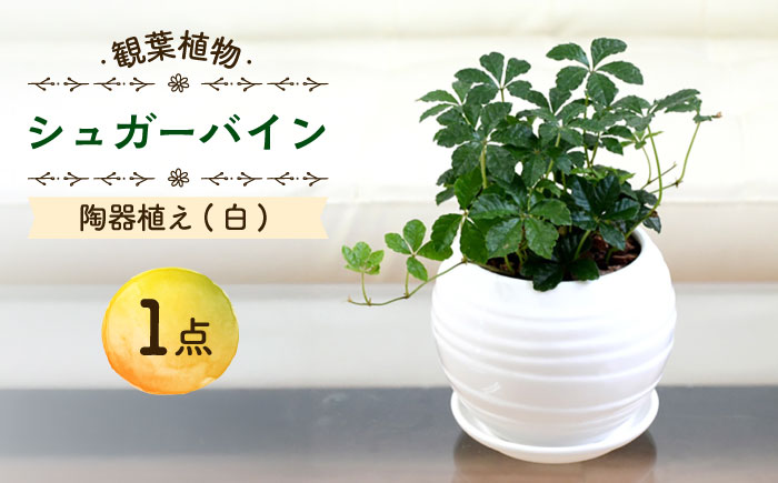 【11月～5月発送】シュガーバイン 陶器植え (白) /  シュガーバイン しゅがーばいん 陶器 観葉植物 鉢植え 植物 鑑賞用 初心者 インテリア 室内 吊り下げ / 大村市 / アトリウム琴花園[ACZZ011]