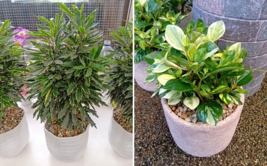 【6回定期便】 おまかせ そのまま飾れる インテリアグリーン / 観葉植物 鉢植え 鉢 植物 花 フラワー 旬 育てやすい 寄せ植え おしゃれ インテリア プランター / 大村市 アトリウム琴花園[ACZZ007]