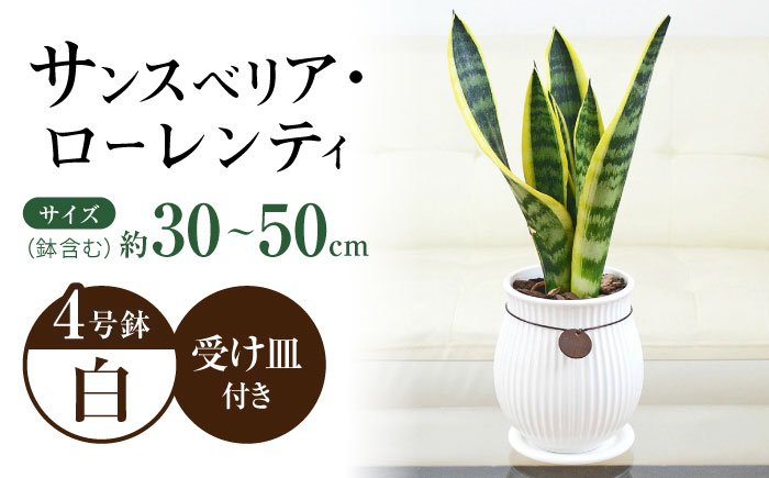 観葉植物 サンスベリア  ローレンティ バーティカルライン タグ付き 4号 ホワイト/サンスベリア 鉢植え 観葉 植物 インテリア おしゃれ プレゼント/大村市/琴花園 [ACYK043]