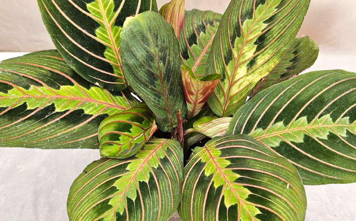 観葉植物 マランタレウコネウラ 鉢植え 大村市 エコグリーンヒガシ/マランタ 室内植物 鉢付き 植物 インテリア おしゃれ プレゼント ギフト [ACAL009]