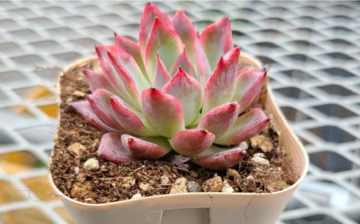 オリジナル鉢付き！かわいい売れ筋多肉植物お届けセットB / 観葉植物 多肉 多肉植物 インテリア / エコグリーンヒガシ / 大村市[ACAL005]