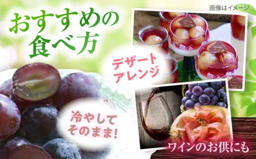 【先行予約：2026年8月中旬より順次発送予定】 巨峰 種あり 約3kg / ぶどう 葡萄 フルーツ / 大村市 / おおむら夢ファームシュシュ [ACAA381]