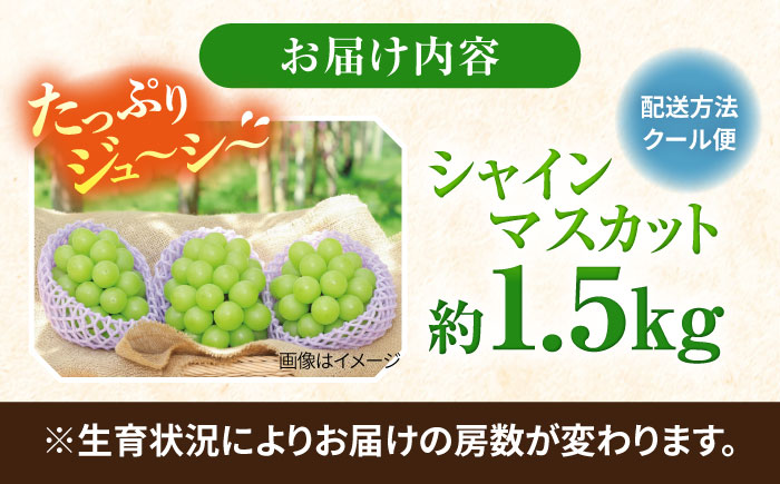 【2026年8月中旬以降発送開始】 シャインマスカット 2〜3房 約1.5kg /マスカット シャイン ぶどう 葡萄/大村市/おおむら夢ファームシュシュ [ACAA480]