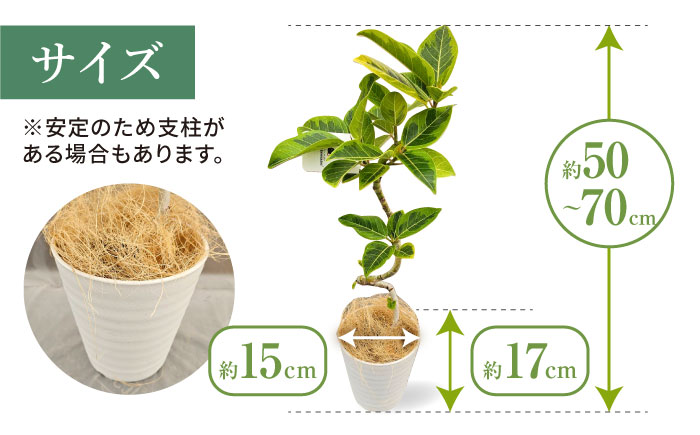 観葉植物 フィカスゴムの木 鉢植え 大村市 エコグリーンヒガシ/フィカス ゴムの木 ゴムノキ 鉢付き 室内 植物 インテリア プレゼント ギフト [ACAL007]