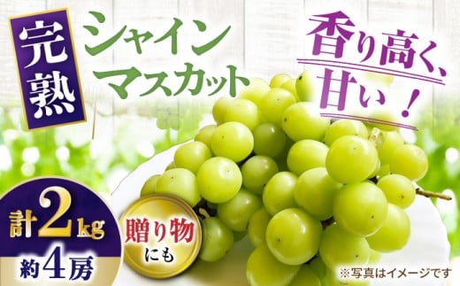 【先行受付】8月下旬より順次発送 シャインマスカット 約2kg 箱入り / シャインマスカット しゃいんますかっと フルーツ ふるーつ 果物 完熟 数量限定 / 大村市 / 大又農園 [ACZO005]