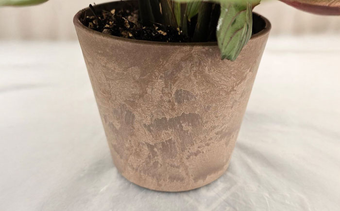 観葉植物 マランタレウコネウラ 鉢植え 大村市 エコグリーンヒガシ/マランタ 室内植物 鉢付き 植物 インテリア おしゃれ プレゼント ギフト [ACAL009]