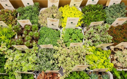 オリジナル鉢付き！かわいい売れ筋多肉植物お届けセットB / 観葉植物 多肉 多肉植物 インテリア / エコグリーンヒガシ / 大村市[ACAL005]