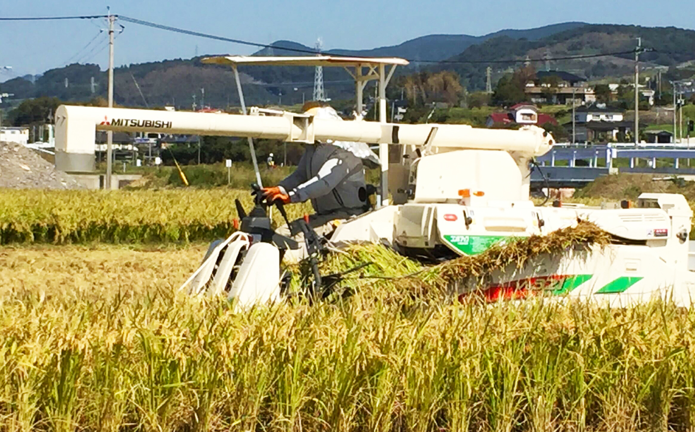 【栽培期間中農薬不使用】R8年度米 白米 なつほのか 5kg 大村市 たぬき池自然農園/ 米 白米 5kg [ACCJ003]