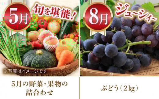 【5回定期便】旬の農産物 ぶどうコース / 野菜 やさい 果物 くだもの フルーツ ふるーつ 産地直送 ぶどう 葡萄 ブドウ フルーツ定期便 / 大村市 / おおむら夢ファームシュシュ[ACAA120]