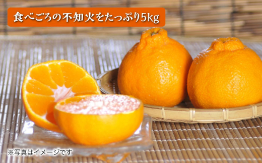 【2026年4月より順次発送予定】不知火 5kg　/ しらぬい みかん 果実 柑橘 / 大村市 / おおむら夢ファームシュシュ [ACAA299]