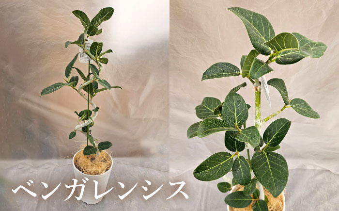 観葉植物 フィカスゴムの木 鉢植え 大村市 エコグリーンヒガシ/フィカス ゴムの木 ゴムノキ 鉢付き 室内 植物 インテリア プレゼント ギフト [ACAL007]