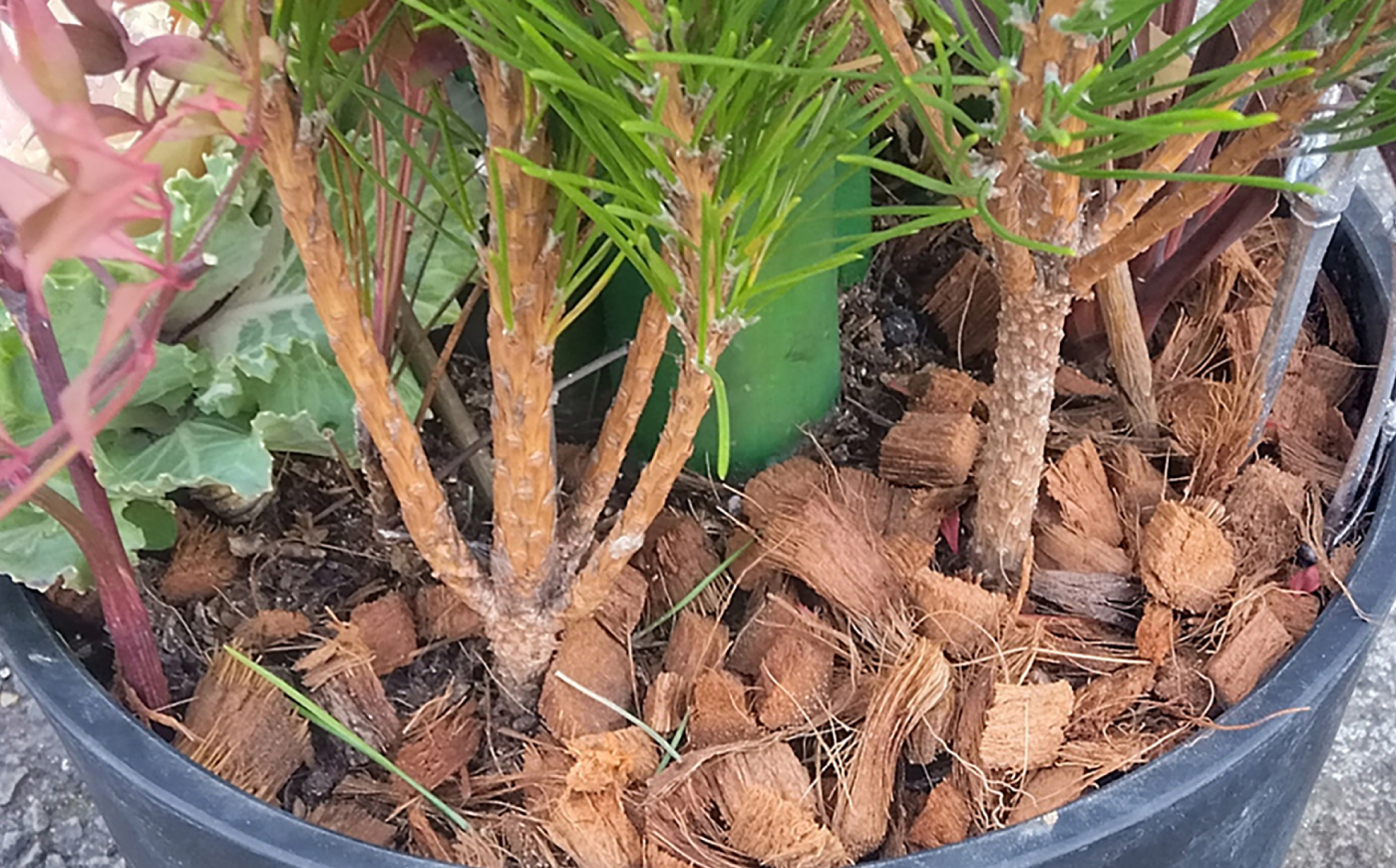 【先行予約】お正月寄せ植え 大村市 アトリウム琴花園/縁起物 年末年始 お正月飾り 門松 お正月 記念 お祝い インテリア [ACZZ013]