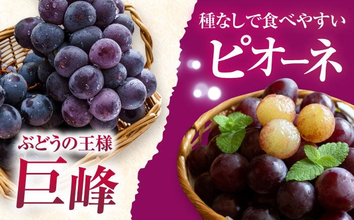 【2026年8月中旬より順次発送予定】シャインマスカット2房・ぶどう1房 約1.5kg /シャインマスカット しゃいんますかっと マスカット ますかっと ブドウ ぶどう 葡萄 フルーツ ふるーつ 果物 くだもの 期間限定 数量限定 [ACAA488]