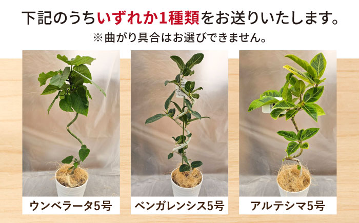 観葉植物 フィカスゴムの木 鉢植え 大村市 エコグリーンヒガシ/フィカス ゴムの木 ゴムノキ 鉢付き 室内 植物 インテリア プレゼント ギフト [ACAL007]