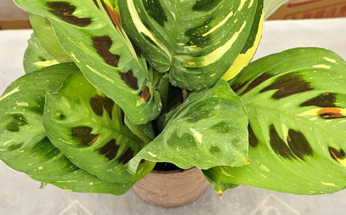 観葉植物 マランタケルコビアナバリエガータ 鉢植え 大村市 エコグリーンヒガシ/マランタ 室内植物 鉢付き 植物 インテリア おしゃれ プレゼント ギフト [ACAL011]