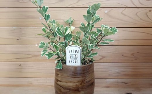 【6回定期便】 おまかせ そのまま飾れる インテリアグリーン / 観葉植物 鉢植え 鉢 植物 花 フラワー 旬 育てやすい 寄せ植え おしゃれ インテリア プランター / 大村市 アトリウム琴花園[ACZZ007]