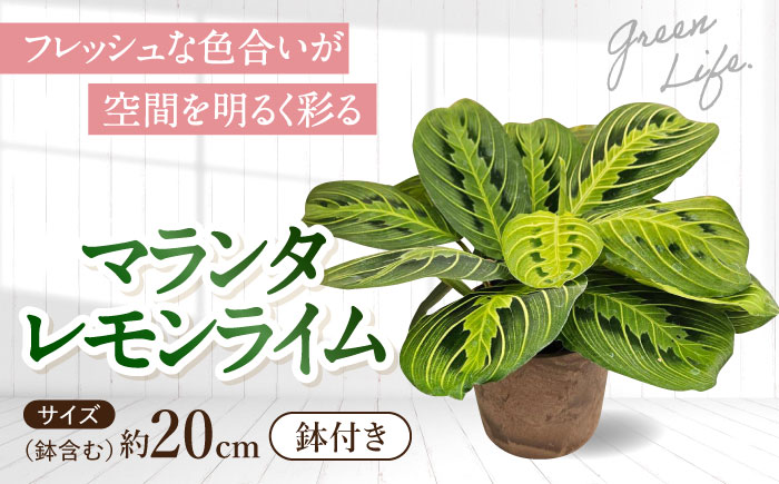 観葉植物 マランタレモンライム 鉢植え 大村市 エコグリーンヒガシ/マランタ 室内植物 植物 鉢付き インテリア おしゃれ ギフト プレゼント [ACAL010]