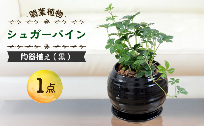 【11月～5月発送】シュガーバイン 陶器植え (黒) /  シュガーバイン しゅがーばいん 陶器 観葉植物 鉢植え 植物 鑑賞用 初心者 インテリア 室内 吊り下げ / 大村市 /  アトリウム琴花園[ACZZ012]