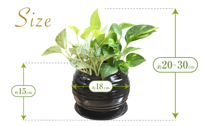 観葉植物 ポトス オウゴンカズラ 3種 寄せ植え ボール形 陶器 鉢植え （黒）/観葉 鉢 植物 インテリア おしゃれ プレゼン/大村市/琴花園 [ACYK036]